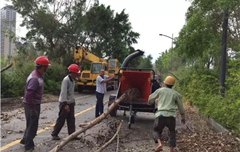 廈門園博園枝葉清運 老熊粉碎機顯身手